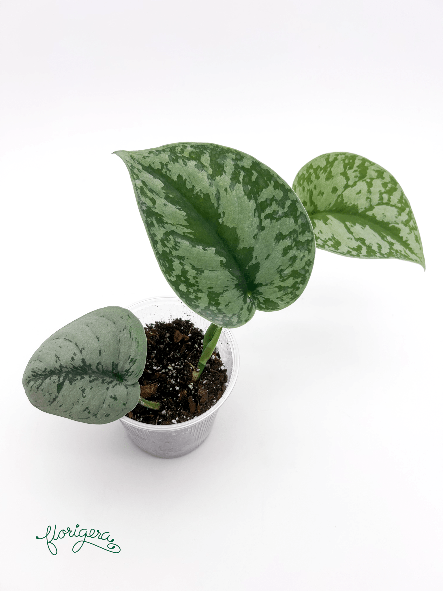 Scindapsus exotica - Florigera