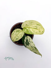 Scindapsus Jade Satin Marble 2 - Florigera