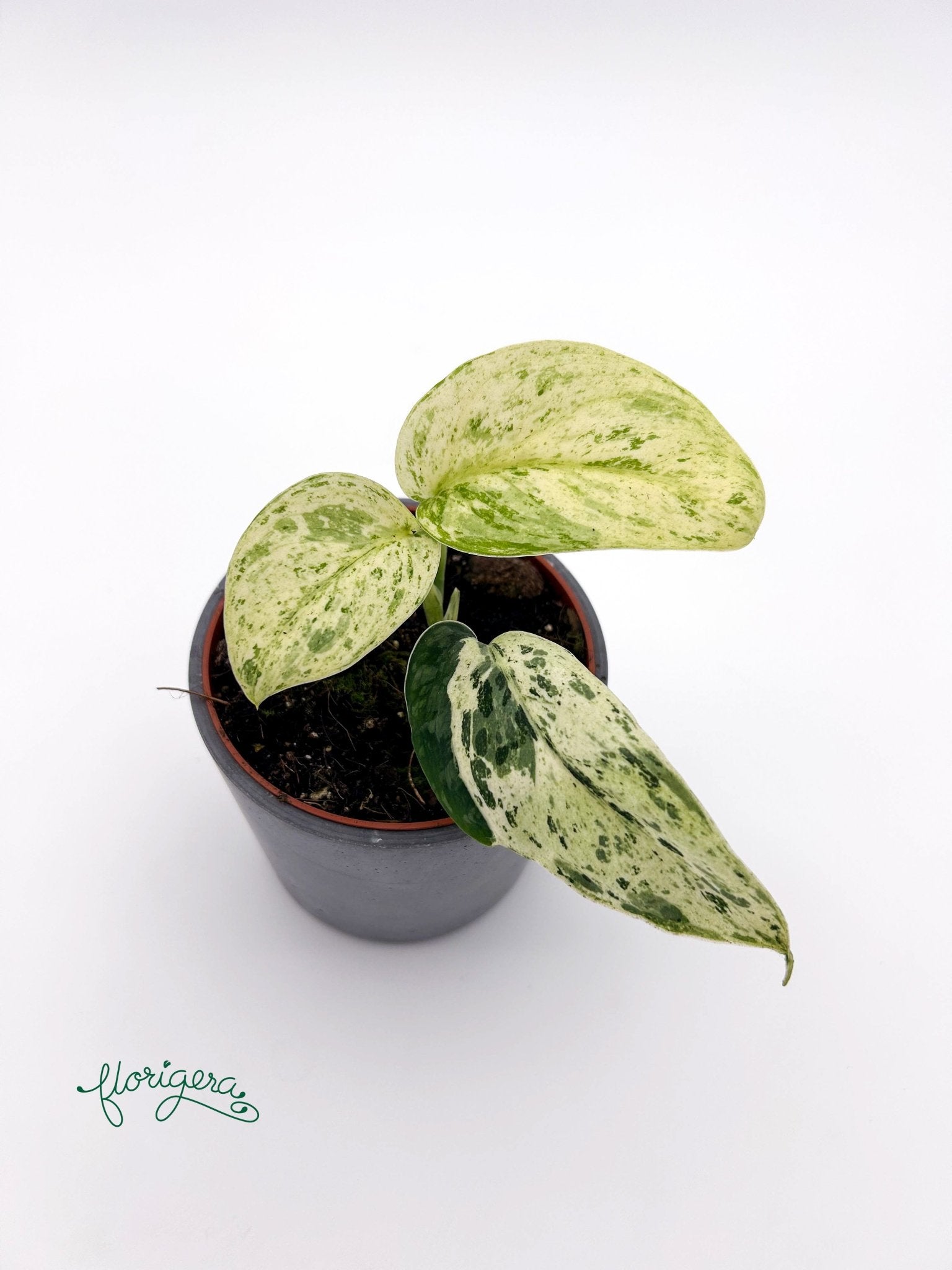 Scindapsus Jade Satin Marble 2 - Florigera