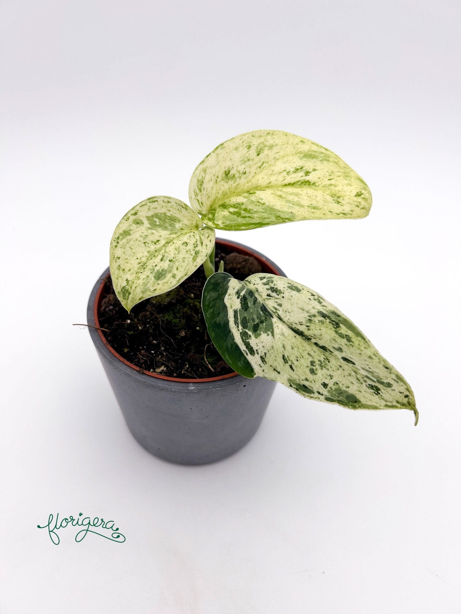 Scindapsus Jade Satin Marble 2 - Florigera