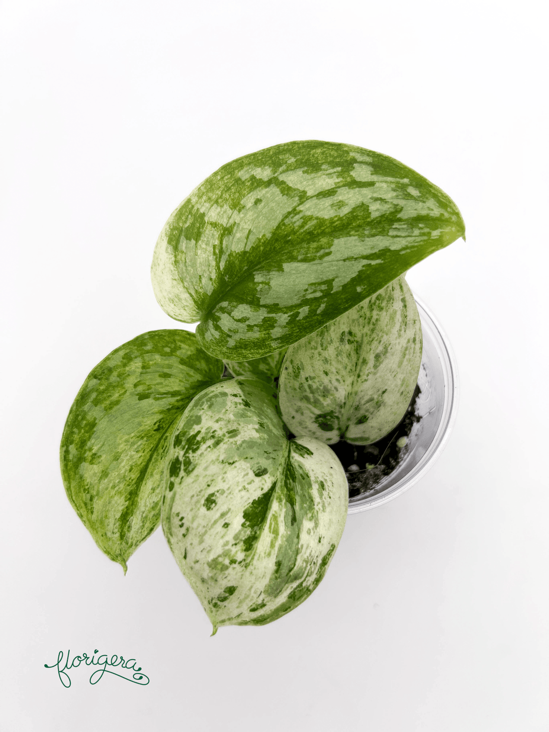 Scindapsus pictus ‘Peasun’ - Florigera