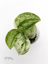 Scindapsus pictus ‘Peasun’ - Florigera