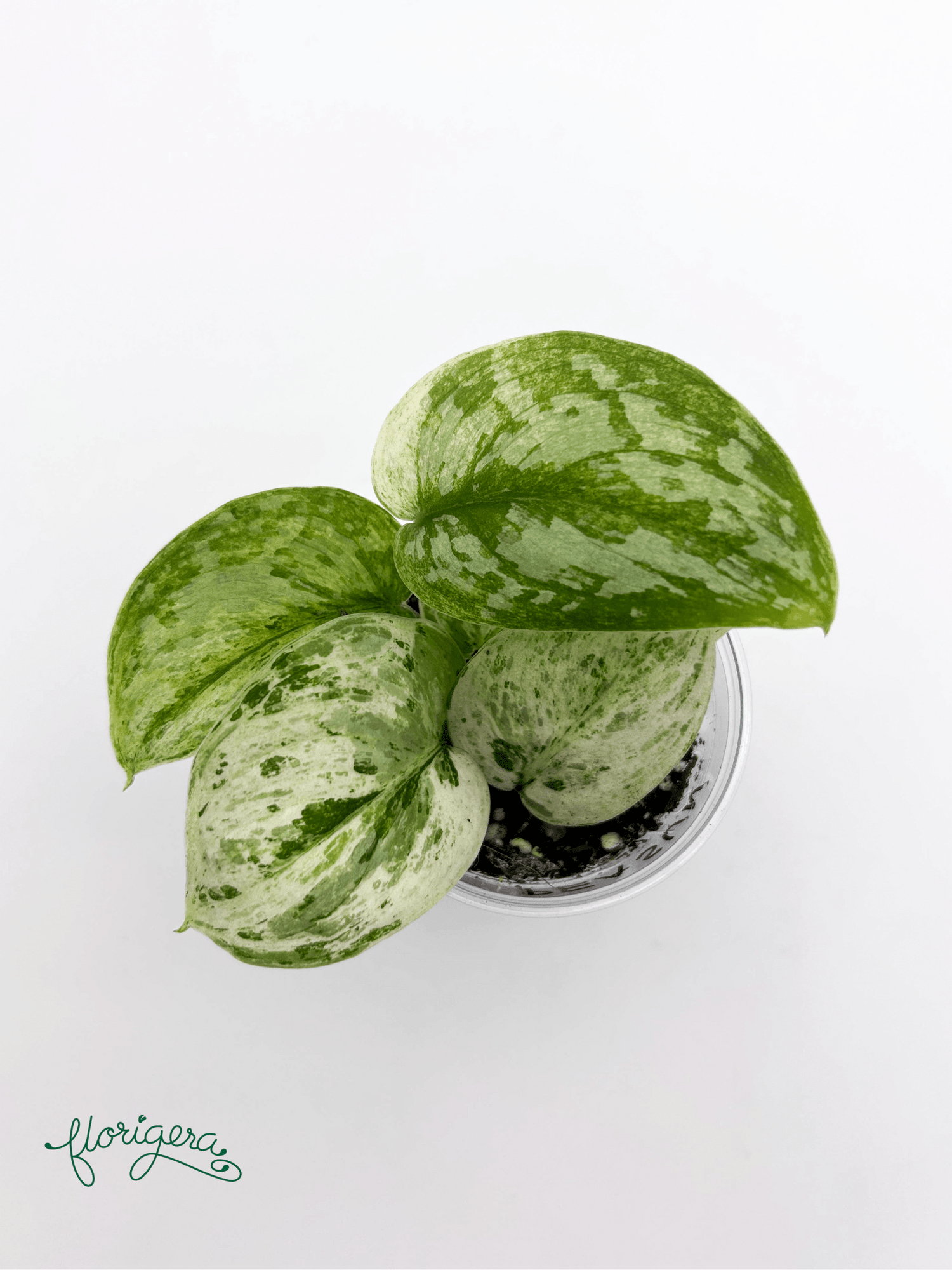 Scindapsus pictus ‘Peasun’ - Florigera