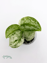 Scindapsus pictus ‘Peasun’ - Florigera