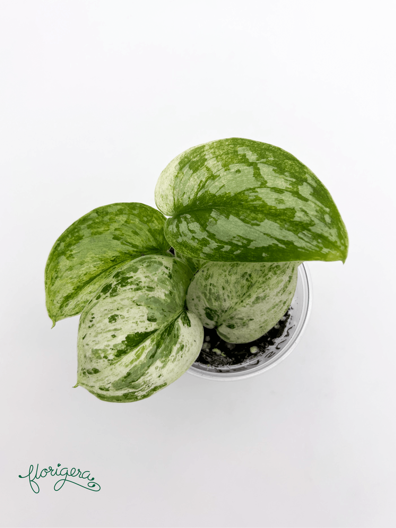 Scindapsus pictus ‘Peasun’ - Florigera