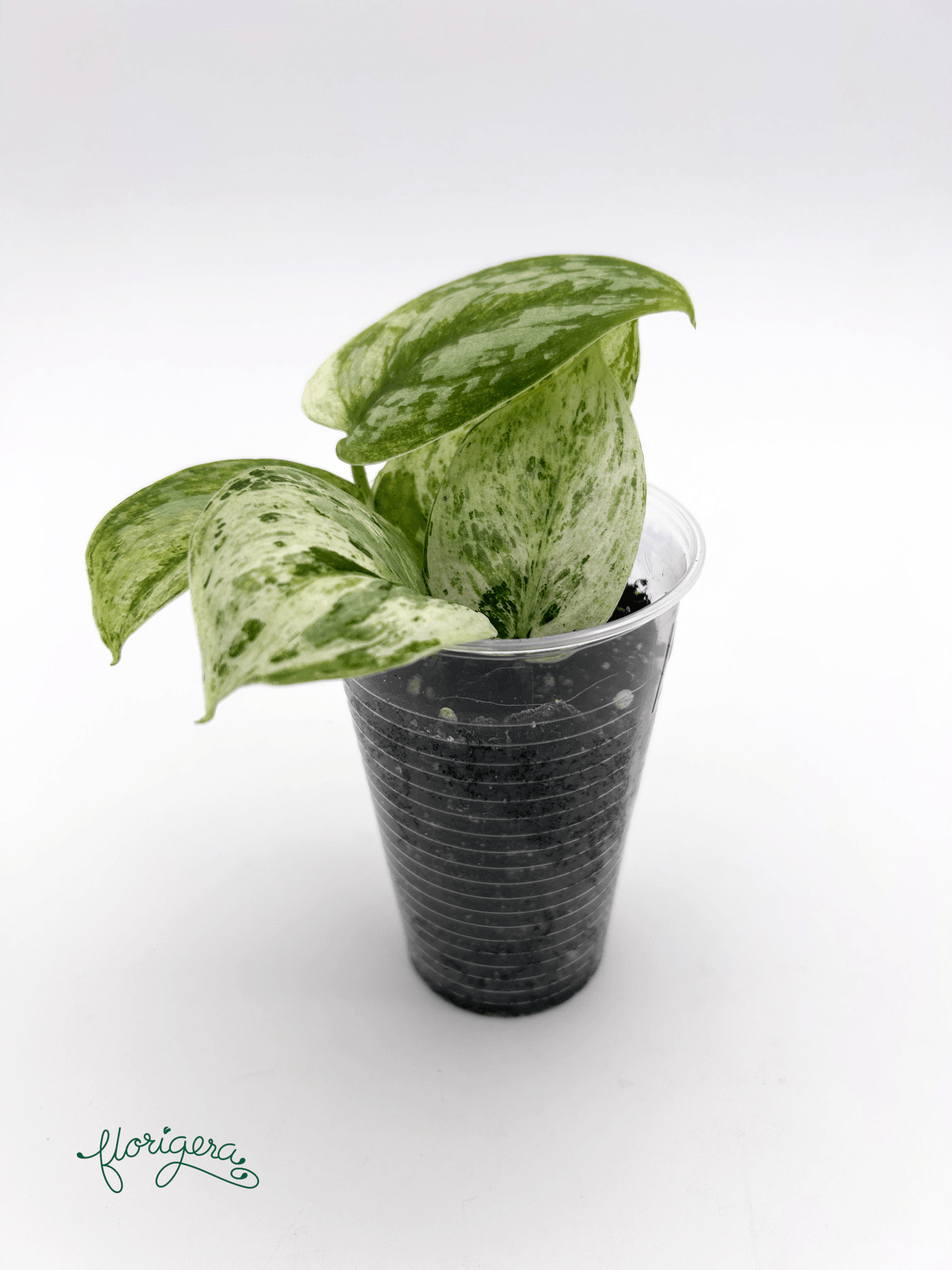 Scindapsus pictus ‘Peasun’ - Florigera