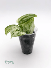 Scindapsus pictus ‘Peasun’ - Florigera