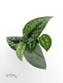 Scindapsus pictus &