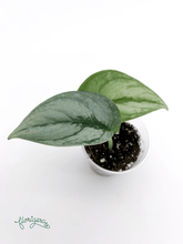 Scindapsus ‘Silver Cloud’ - baby rastlinka - Florigera