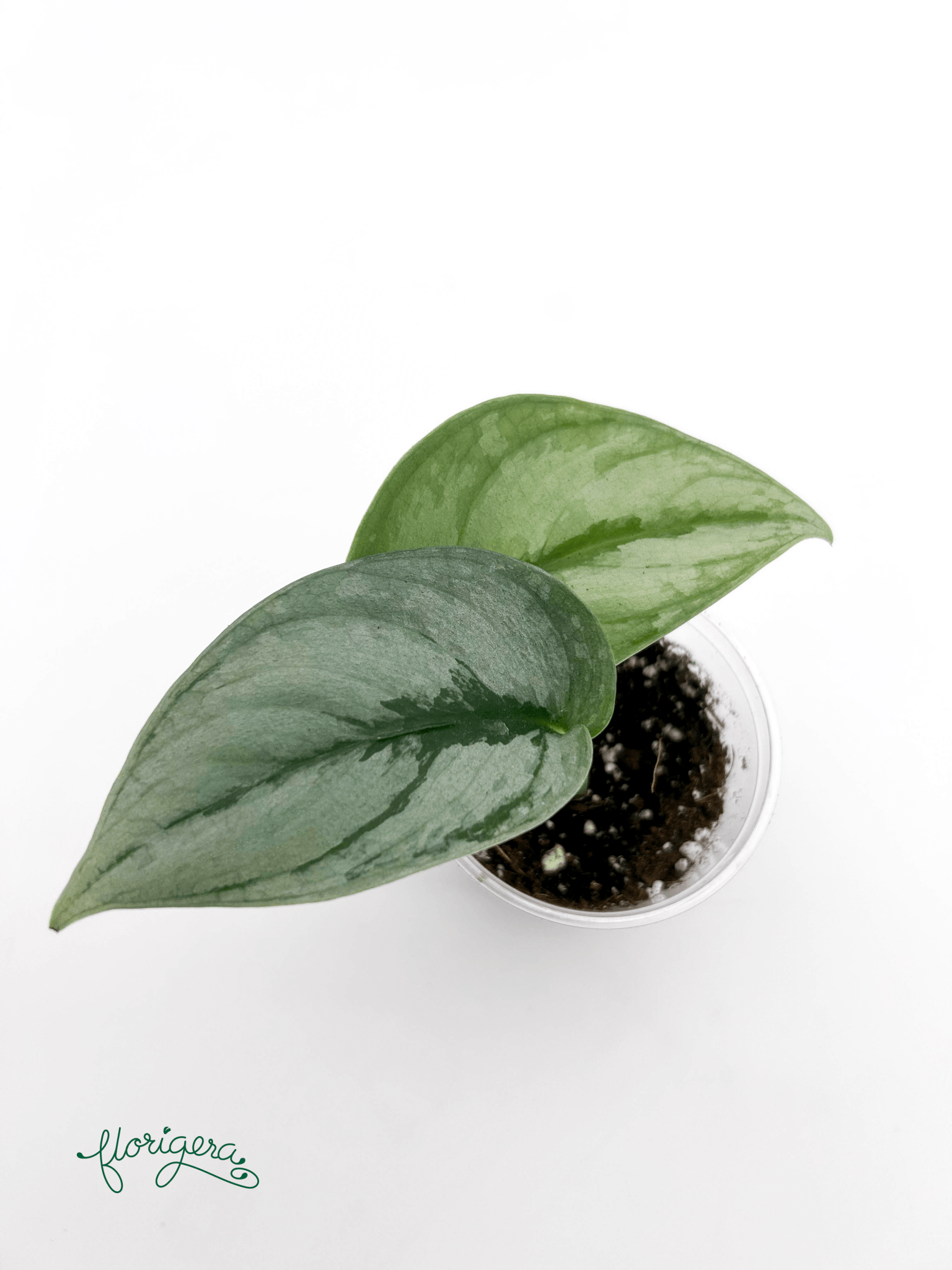 Scindapsus ‘Silver Cloud’ - baby rastlinka - Florigera