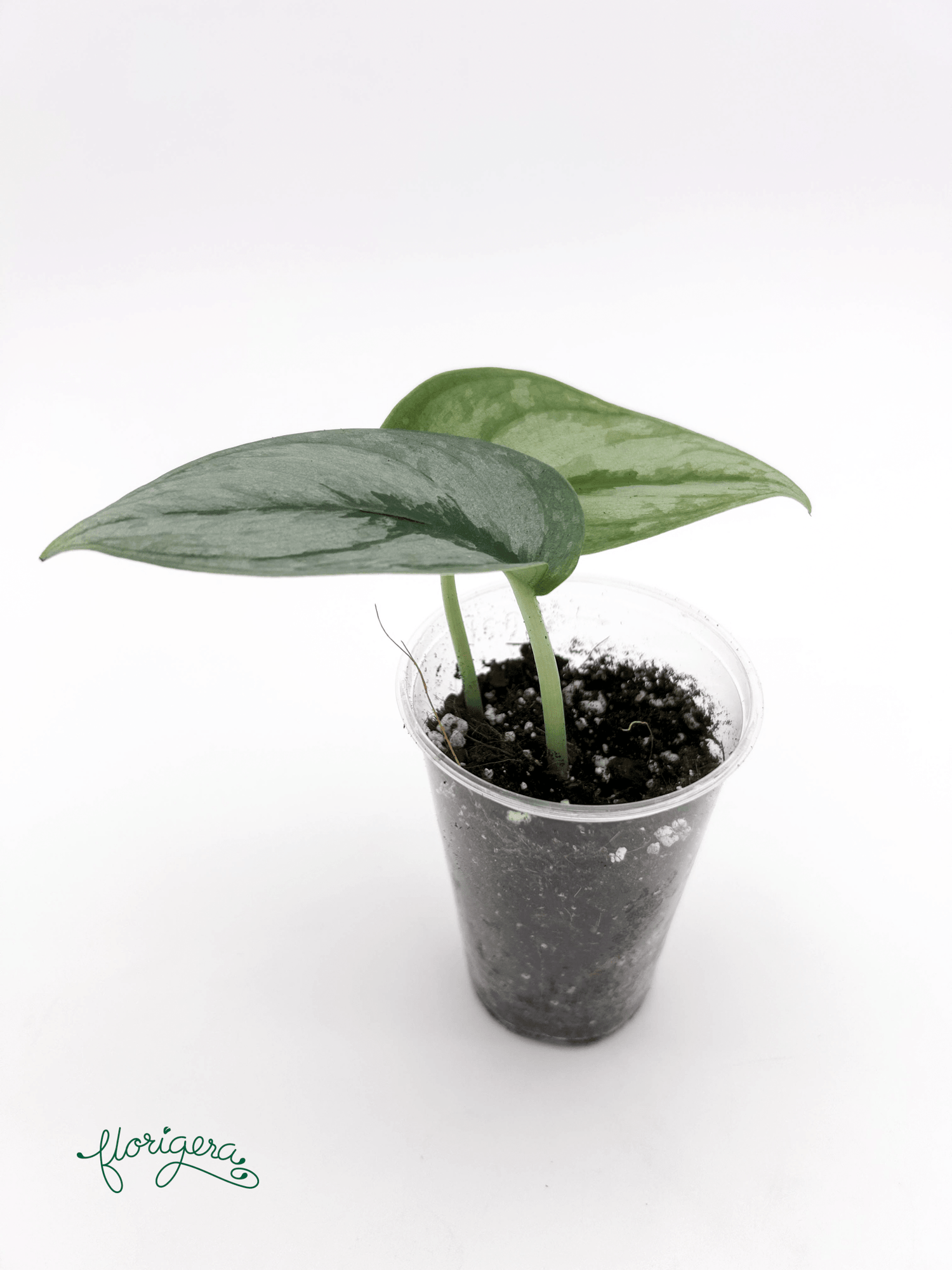 Scindapsus ‘Silver Cloud’ - baby rastlinka - Florigera