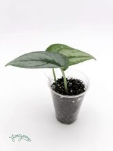 Scindapsus ‘Silver Cloud’ - baby rastlinka - Florigera