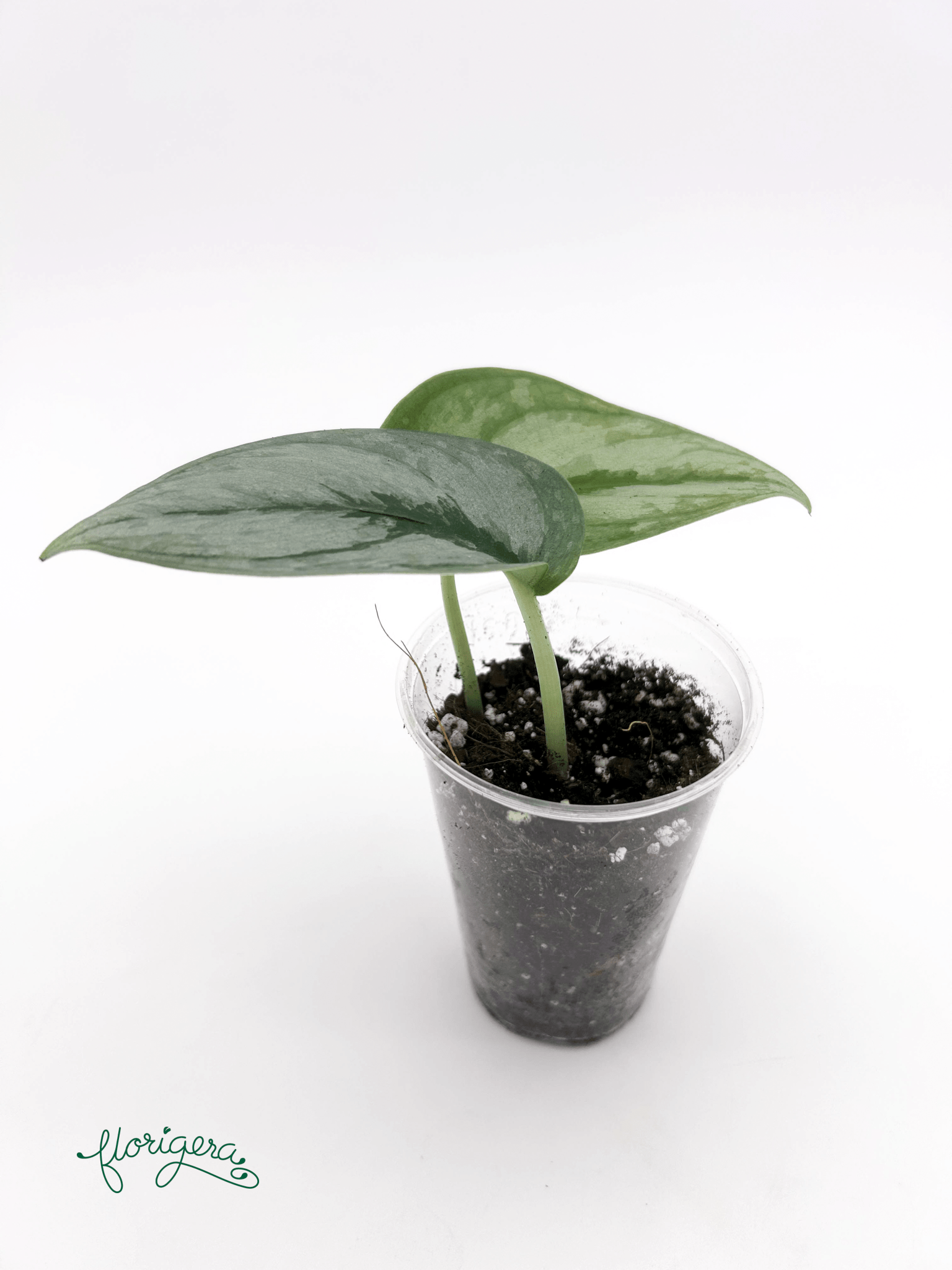 Scindapsus ‘Silver Cloud’ - baby rastlinka - Florigera