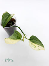 Scindapsus ‘Silver Cloud’ Variegata - baby rastlinka 2 - Florigera