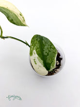 Scindapsus ‘Silver Cloud’ Variegata - baby rastlinka 2 - Florigera