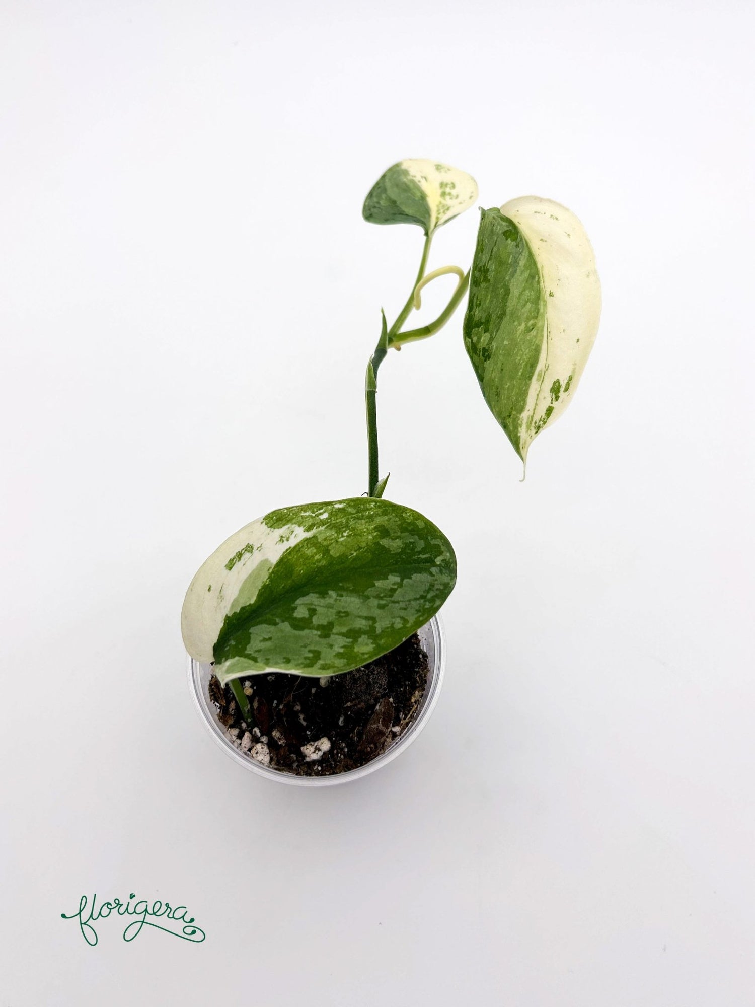 Scindapsus ‘Silver Cloud’ Variegata - baby rastlinka 2 - Florigera