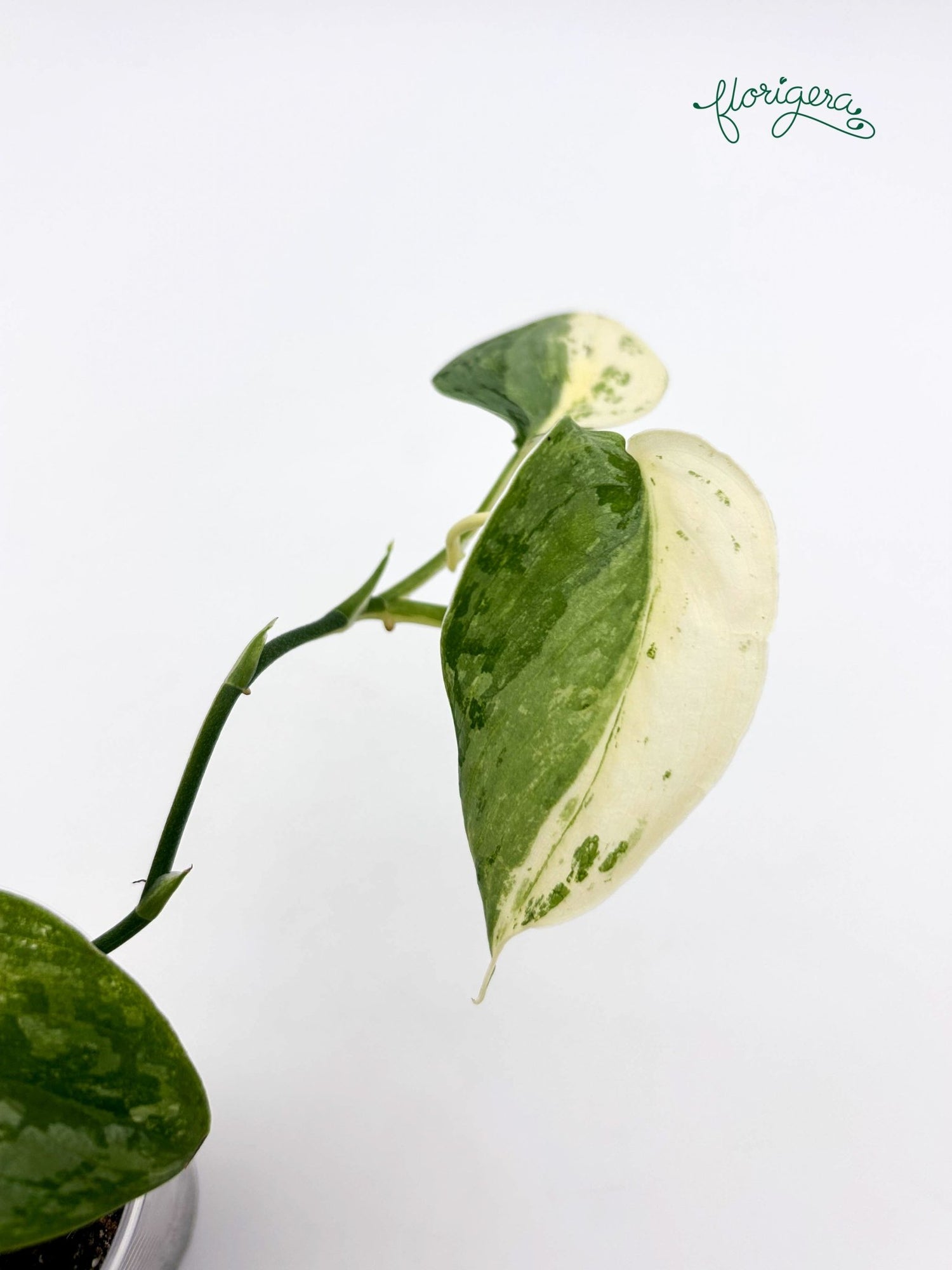 Scindapsus ‘Silver Cloud’ Variegata - baby rastlinka 2 - Florigera