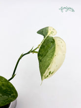 Scindapsus ‘Silver Cloud’ Variegata - baby rastlinka 2 - Florigera