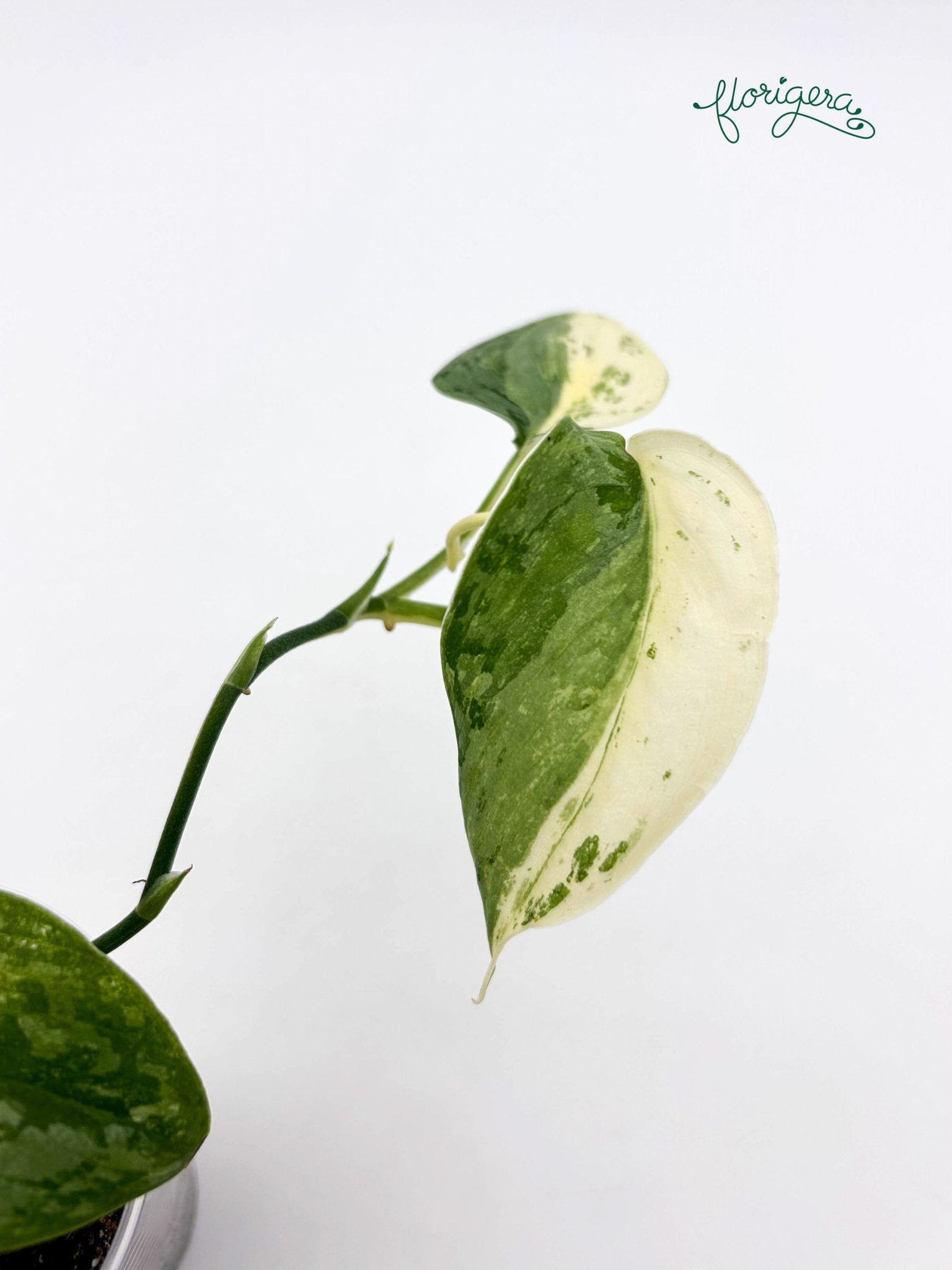 Scindapsus ‘Silver Cloud’ Variegata - baby rastlinka 2 - Florigera