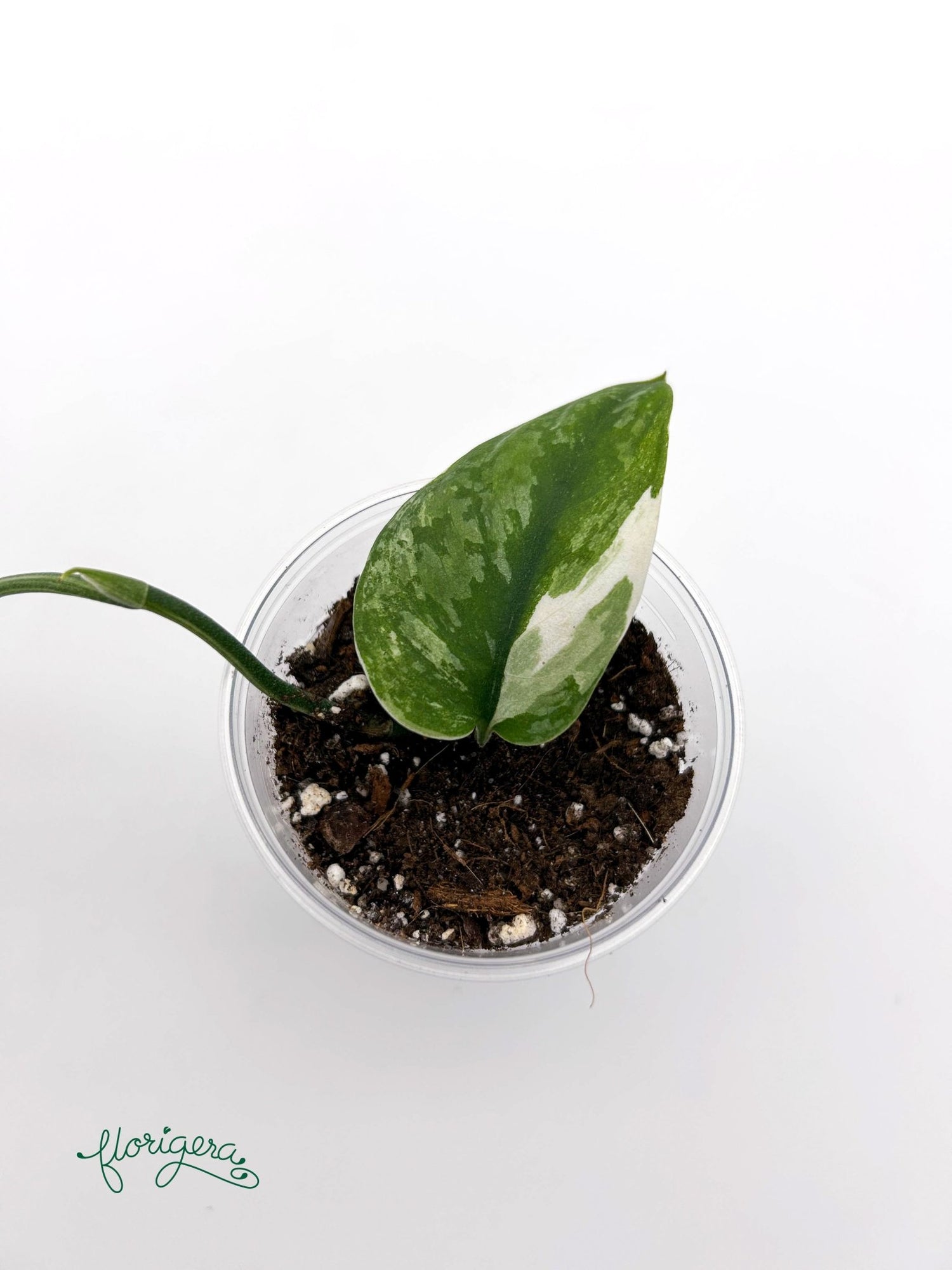 Scindapsus ‘Silver Cloud’ Variegata - baby rastlinka - Florigera