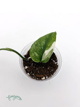 Scindapsus ‘Silver Cloud’ Variegata - baby rastlinka - Florigera