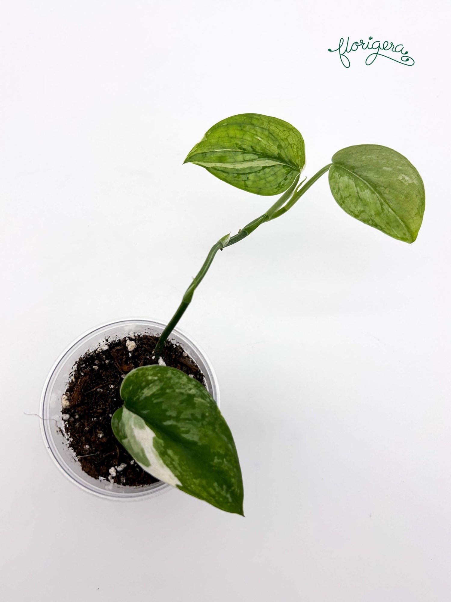 Scindapsus ‘Silver Cloud’ Variegata - baby rastlinka - Florigera