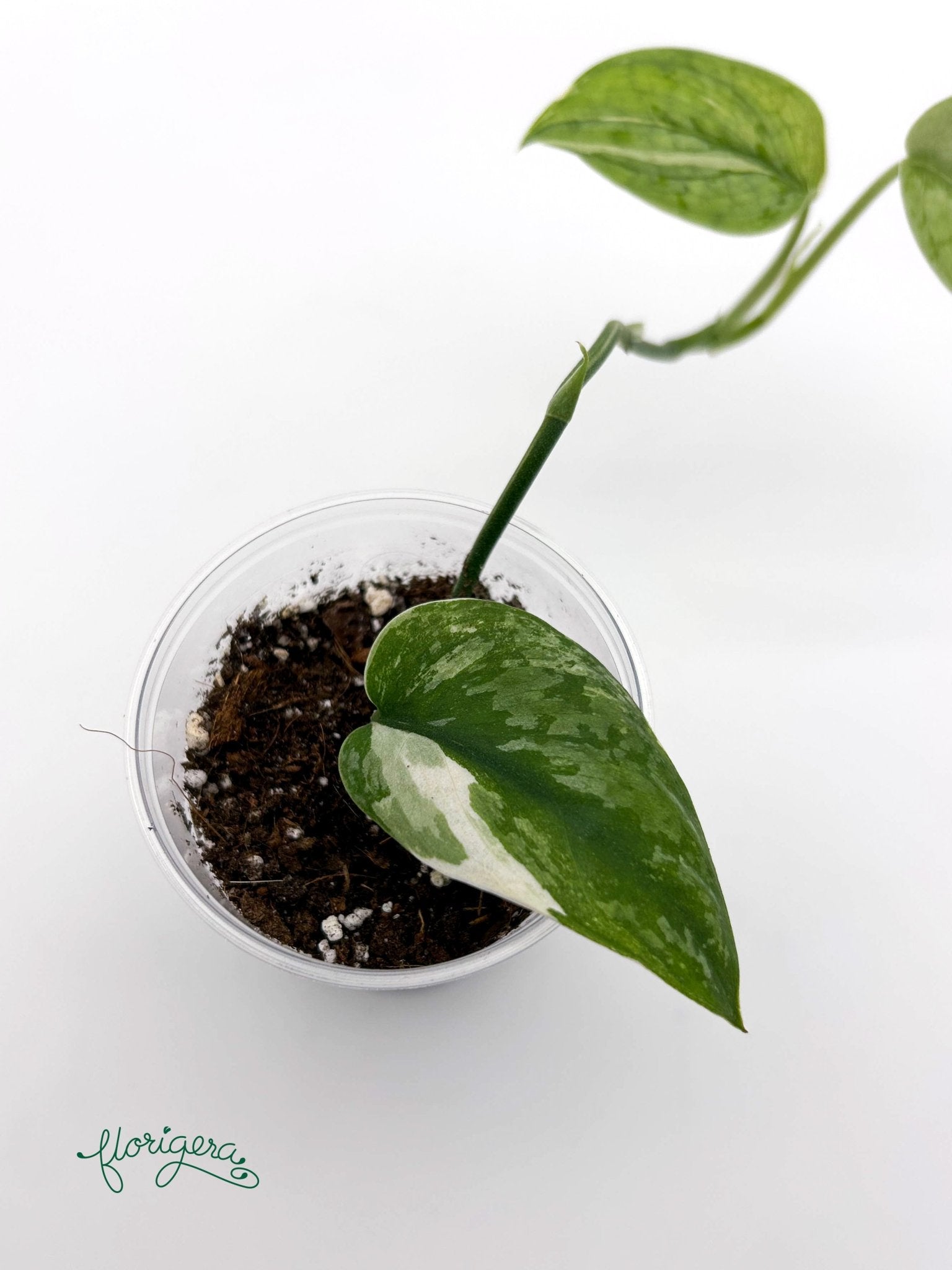 Scindapsus ‘Silver Cloud’ Variegata - baby rastlinka - Florigera