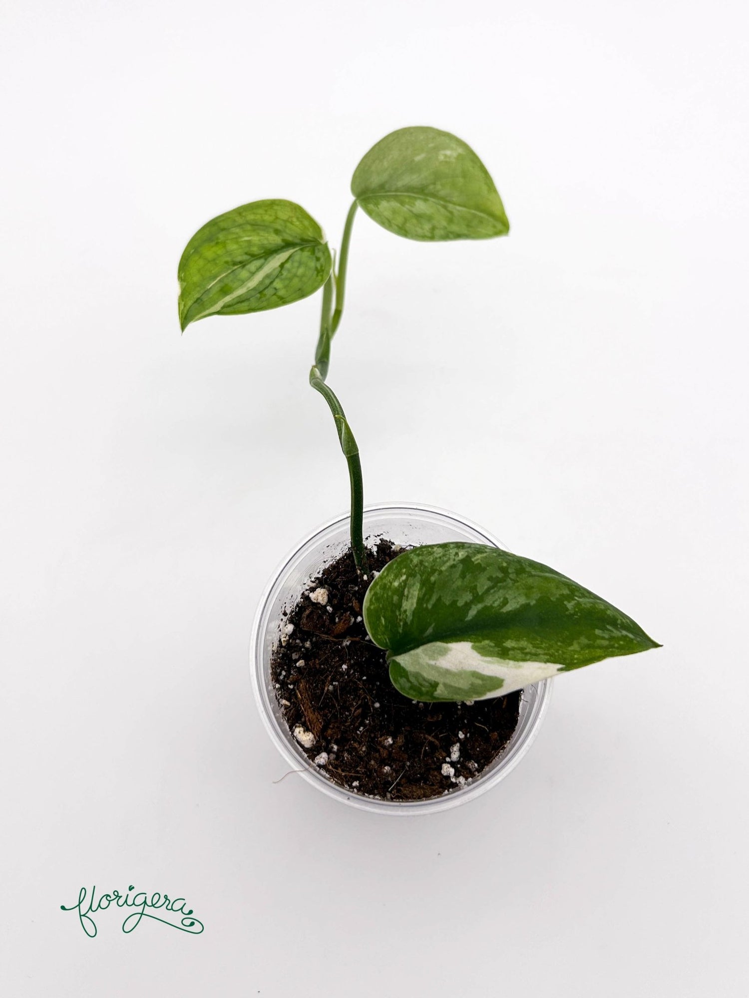 Scindapsus ‘Silver Cloud’ Variegata - baby rastlinka - Florigera