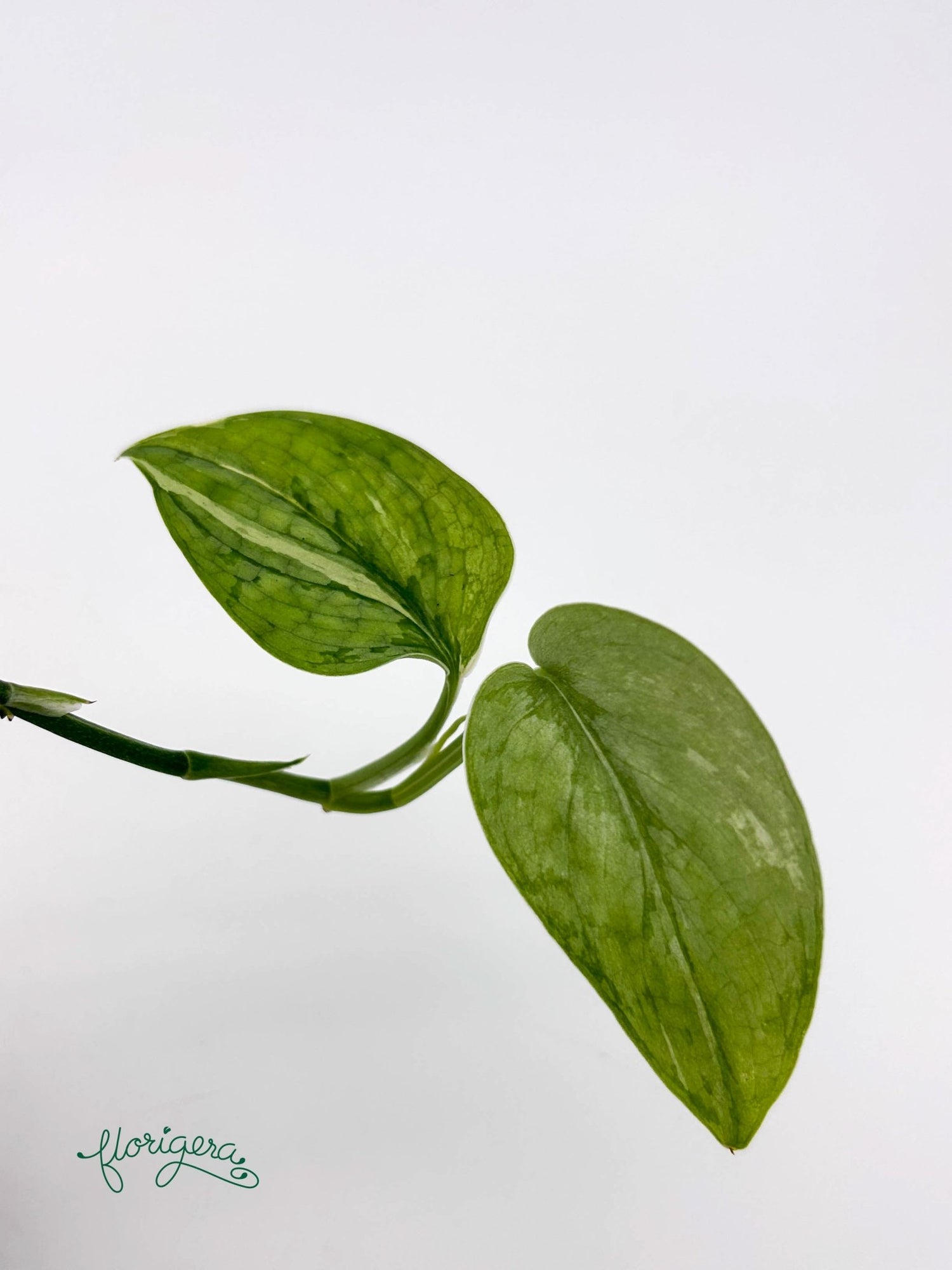 Scindapsus ‘Silver Cloud’ Variegata - baby rastlinka - Florigera