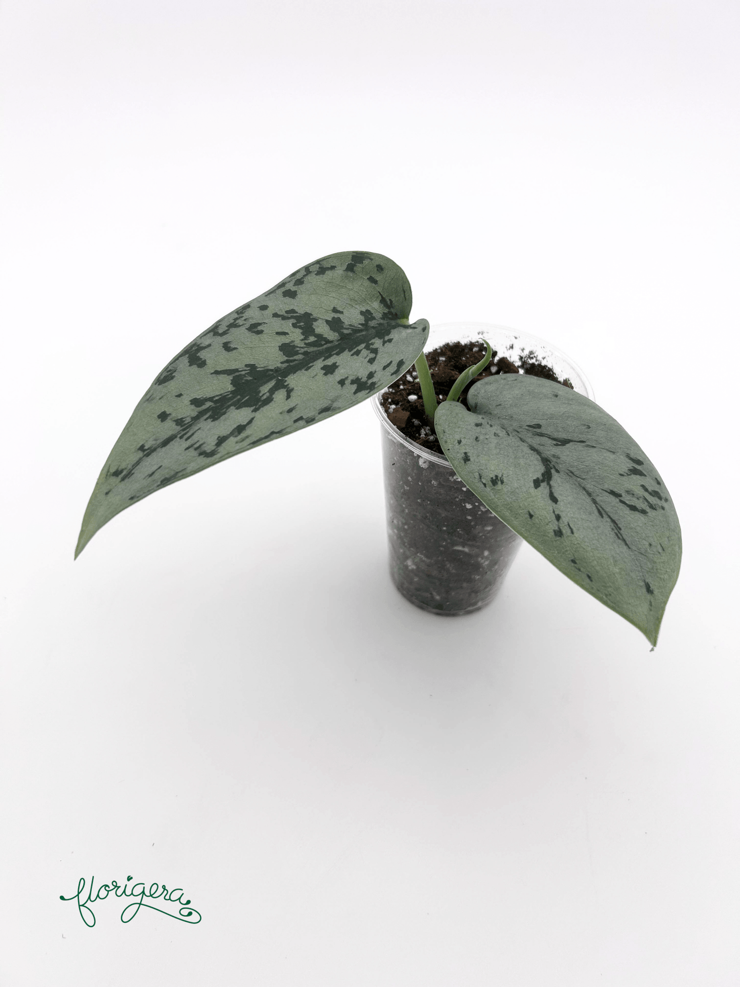 Scindapsus ‘Silver Lady’ - baby rastlinka - Florigera