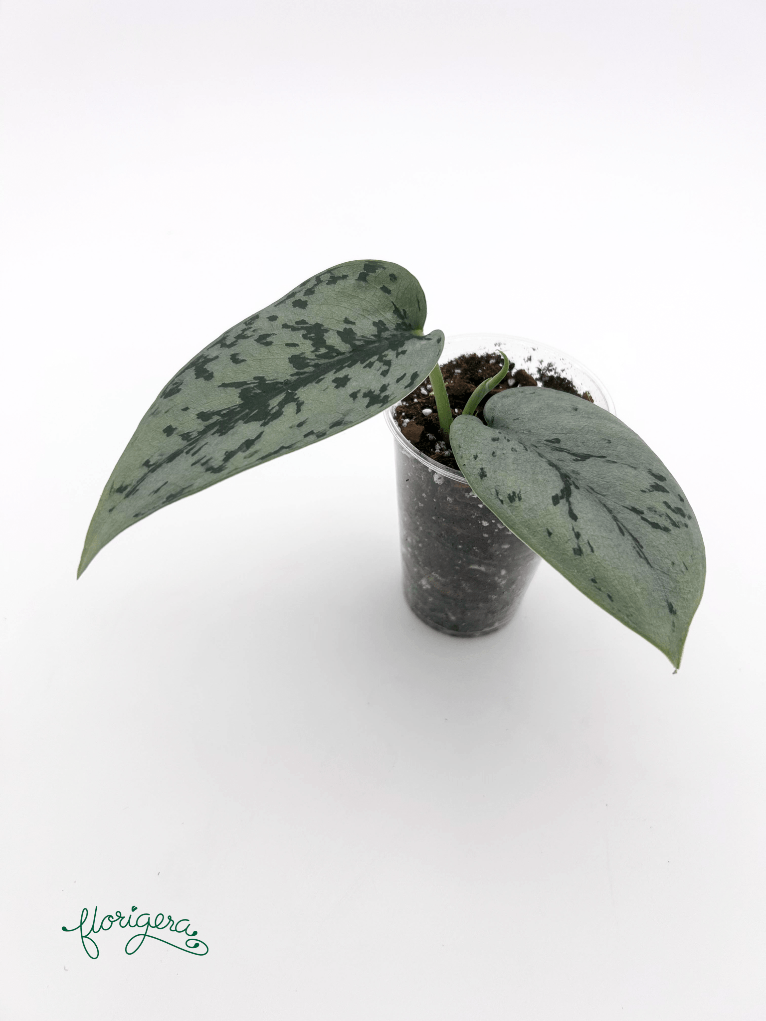 Scindapsus ‘Silver Lady’ - baby rastlinka - Florigera