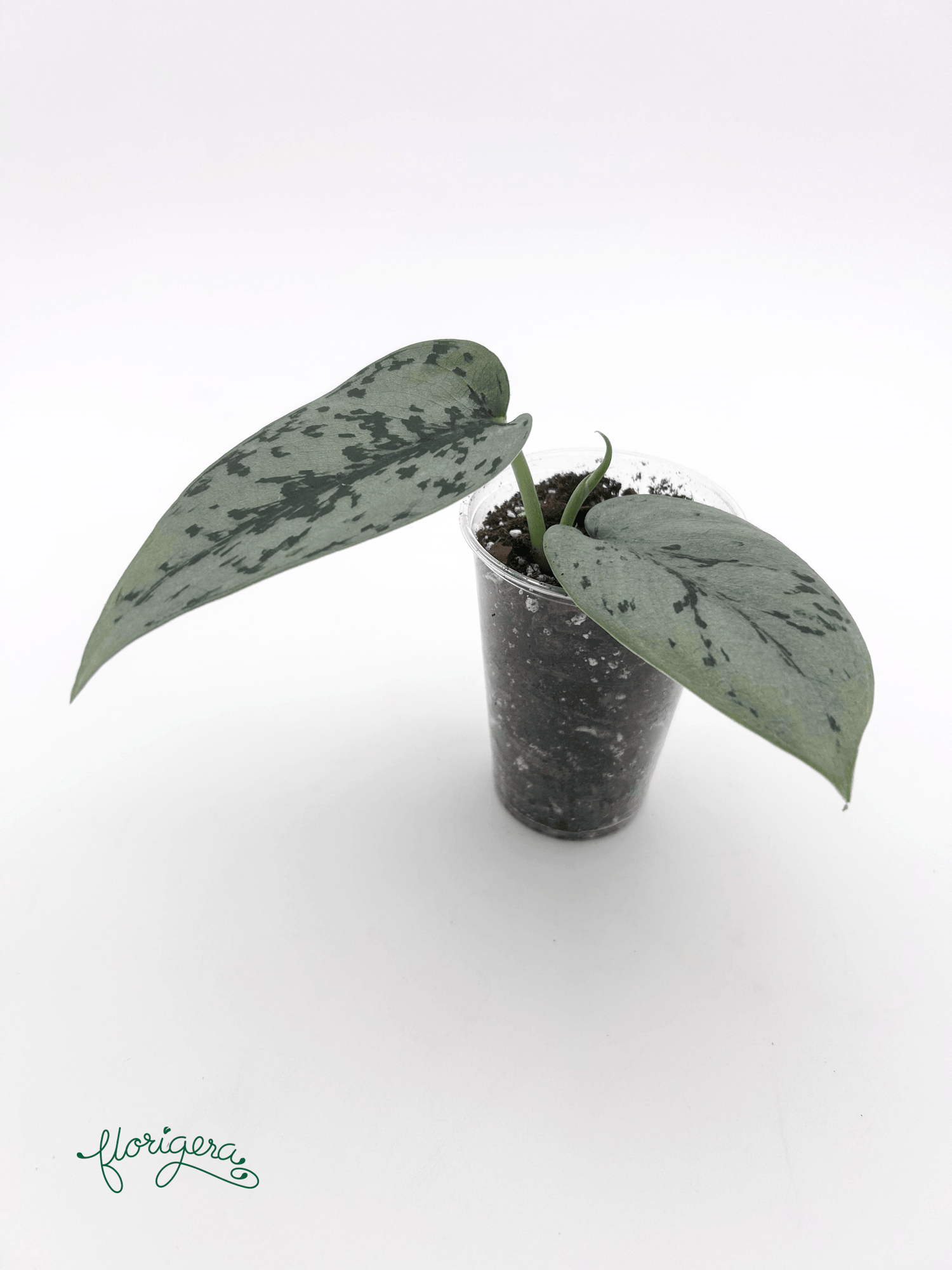 Scindapsus ‘Silver Lady’ - baby rastlinka - Florigera