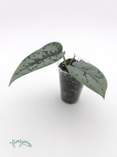 Scindapsus ‘Silver Lady’ - baby rastlinka - Florigera