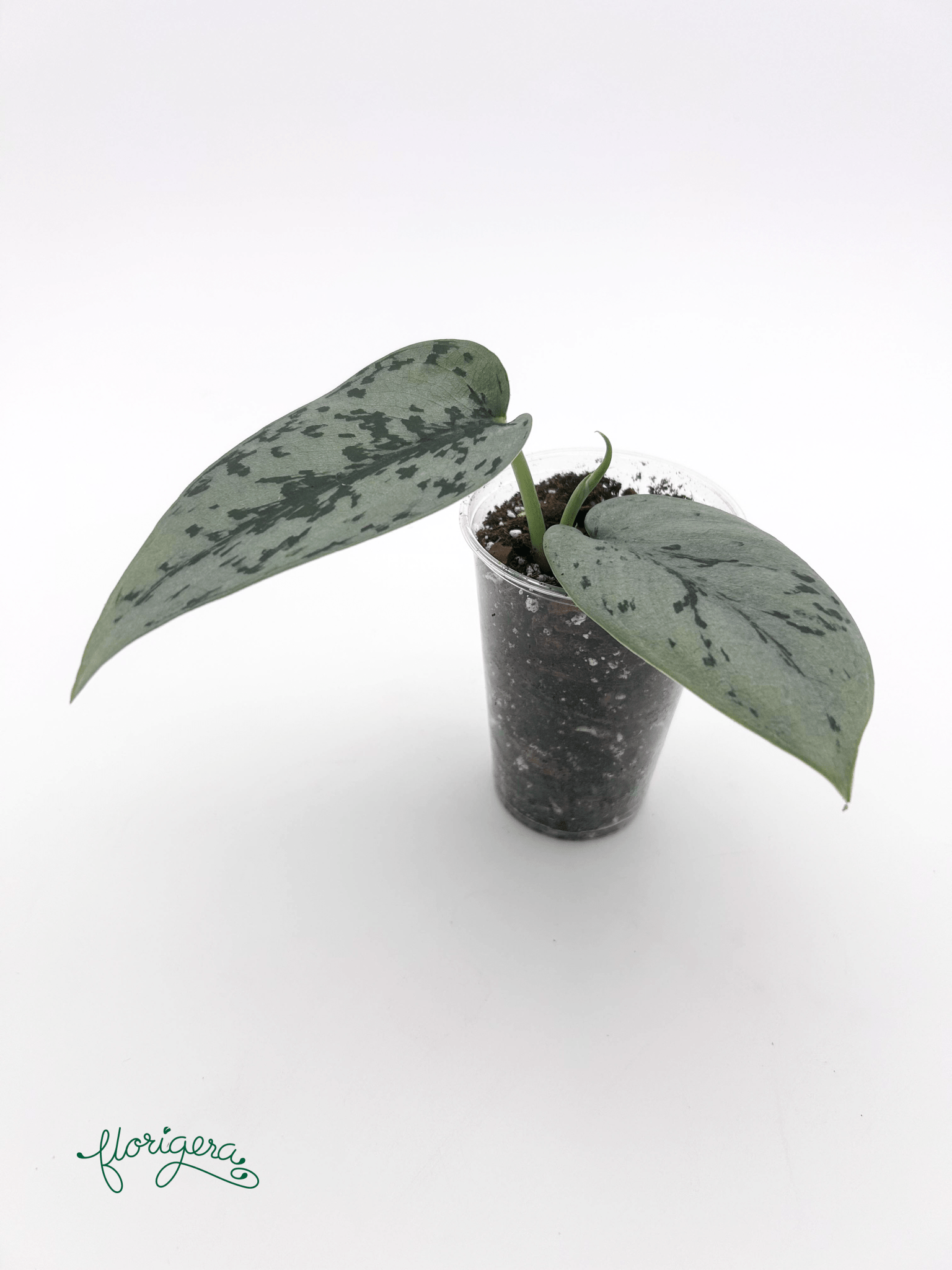 Scindapsus ‘Silver Lady’ - baby rastlinka - Florigera