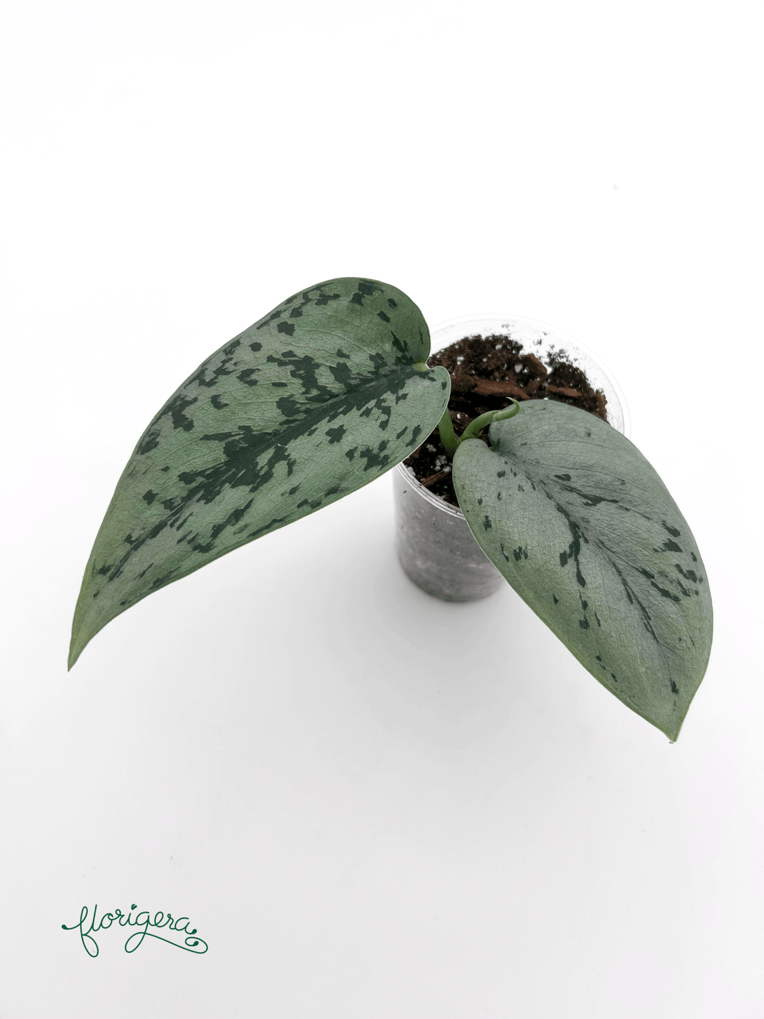 Scindapsus ‘Silver Lady’ - baby rastlinka - Florigera