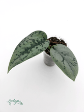 Scindapsus ‘Silver Lady’ - baby rastlinka - Florigera