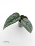 Scindapsus ‘Silver Lady’ - baby rastlinka - Florigera