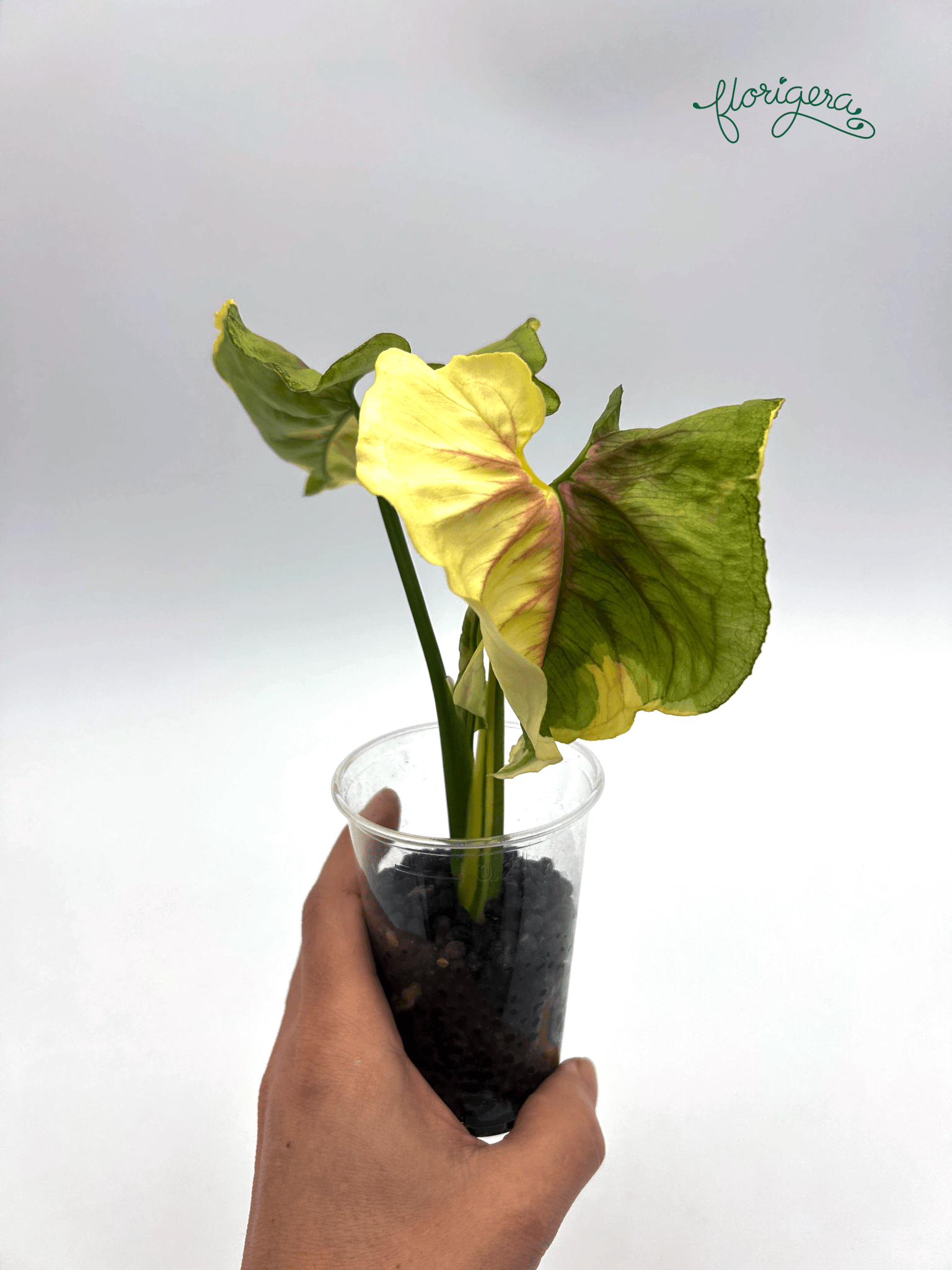 Syngonium ‘Golden Allusion Variegata’ - Florigera