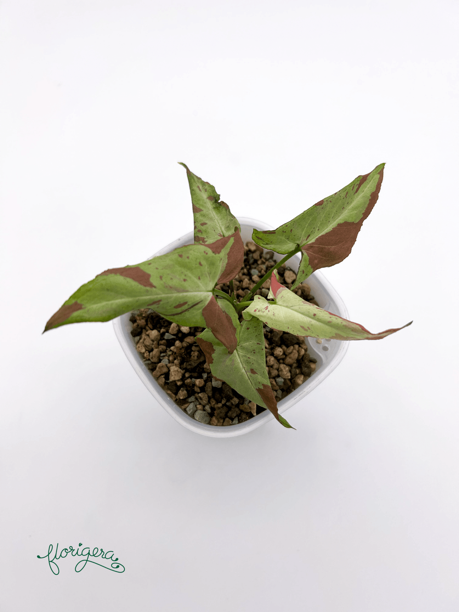 Syngonium ‘Orm Nagpum Variegata’ 2 - Florigera