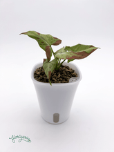 Syngonium ‘Orm Nagpum Variegata’ 2 - Florigera