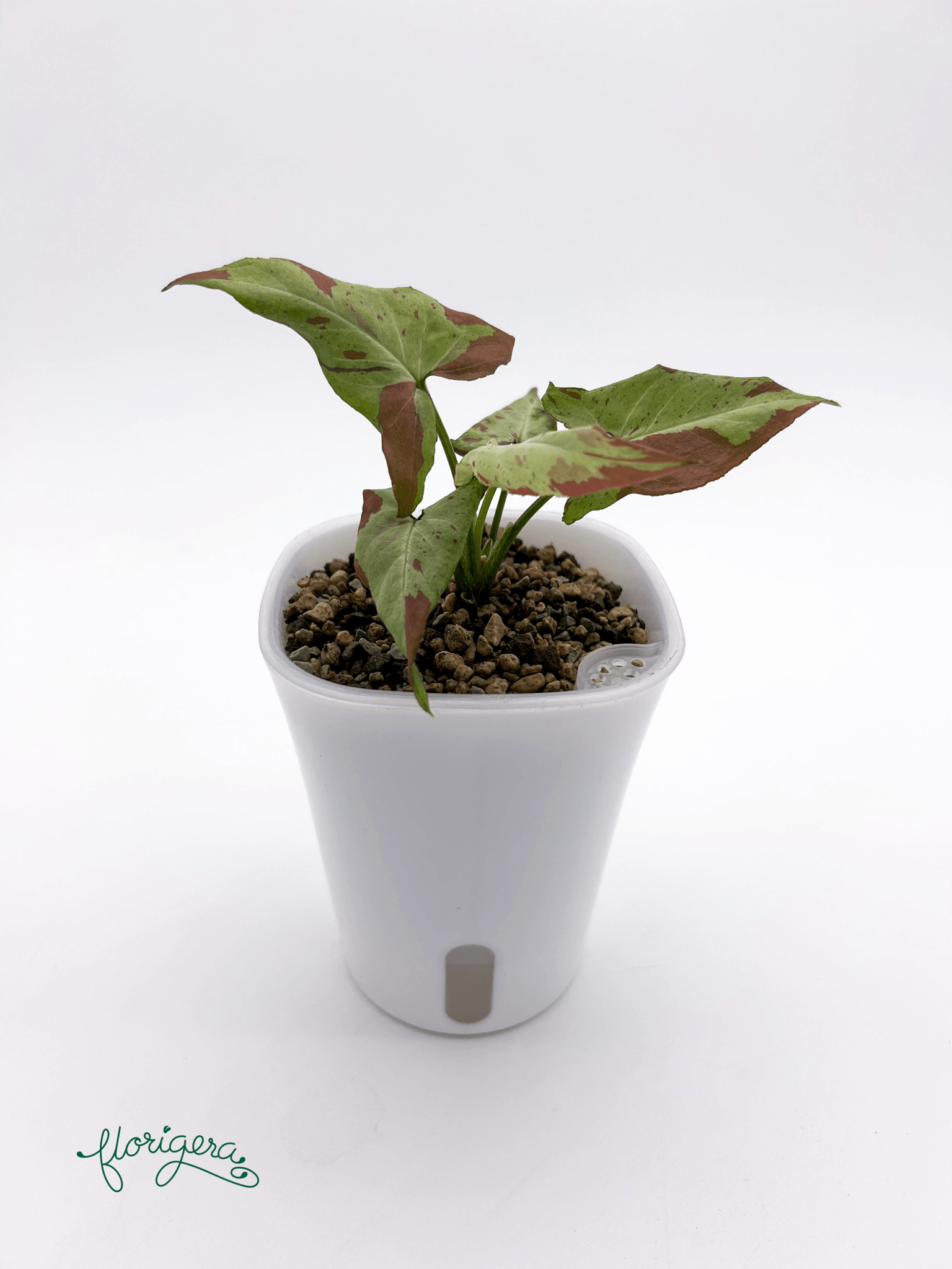 Syngonium ‘Orm Nagpum Variegata’ 2 - Florigera