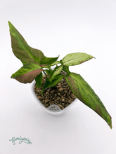 Syngonium ‘Orm Nagpum Variegata’ 3 - Florigera