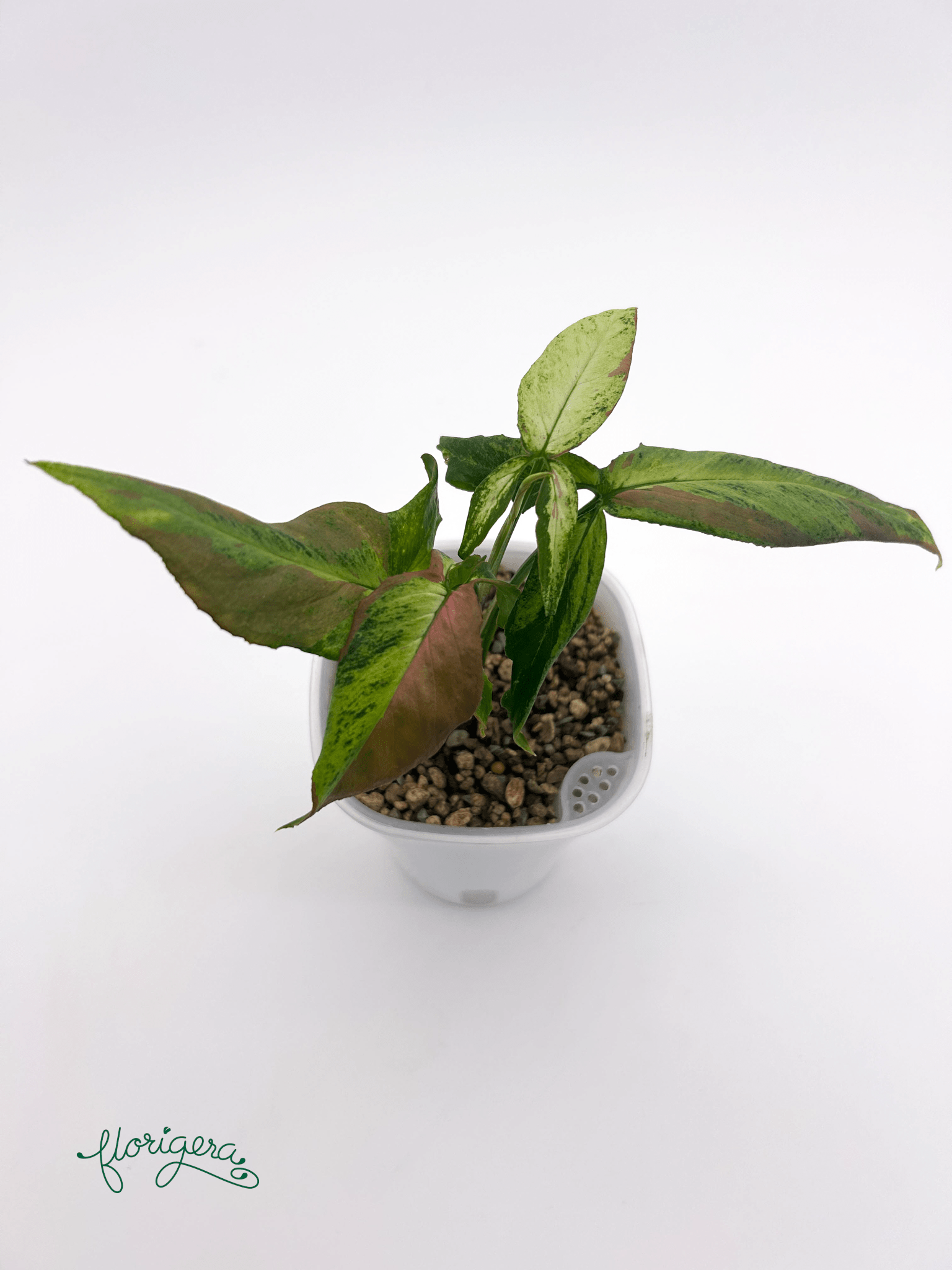 Syngonium ‘Orm Nagpum Variegata’ 3 - Florigera