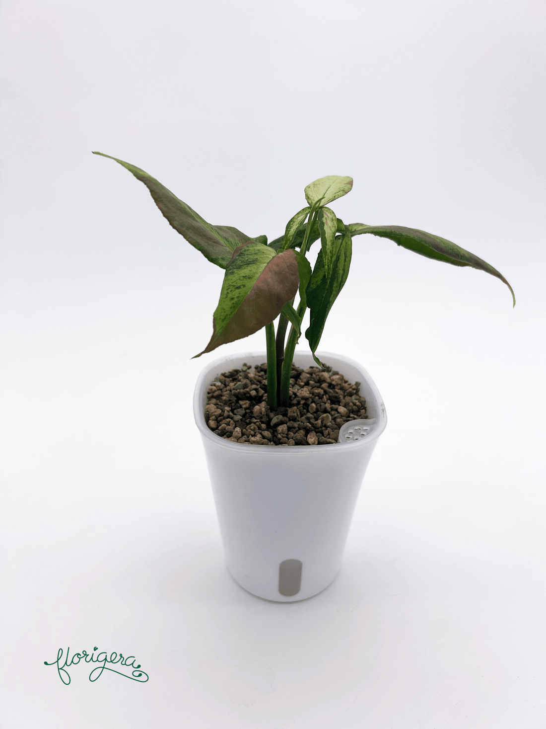 Syngonium ‘Orm Nagpum Variegata’ 3 - Florigera