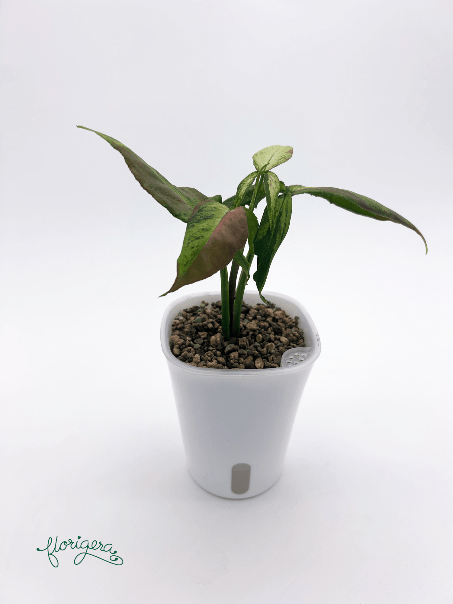 Syngonium ‘Orm Nagpum Variegata’ 3 - Florigera