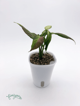 Syngonium ‘Orm Nagpum Variegata’ 3 - Florigera