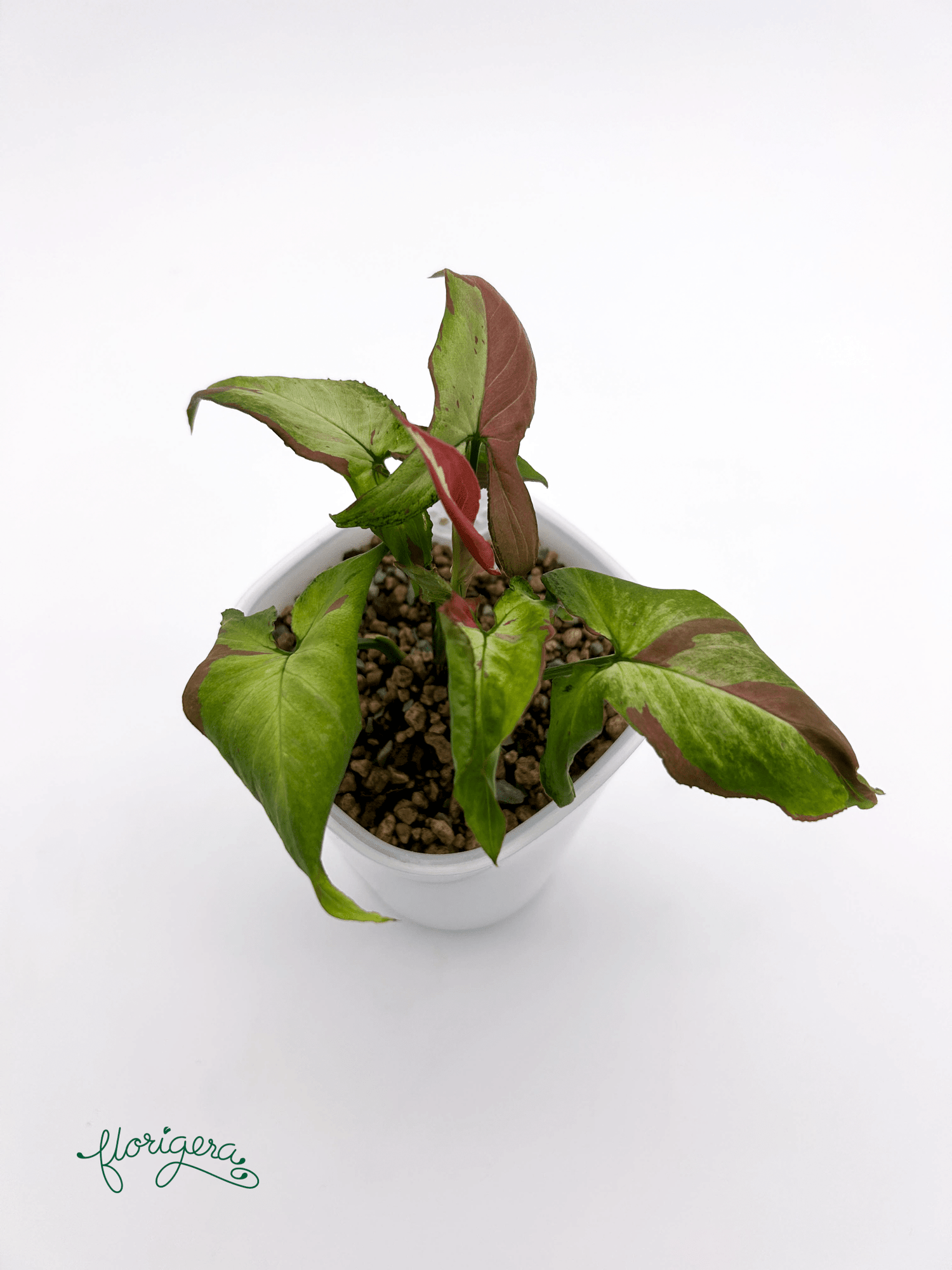 Syngonium ‘Orm Nagpum Variegata’ - Florigera