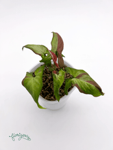 Syngonium ‘Orm Nagpum Variegata’ - Florigera