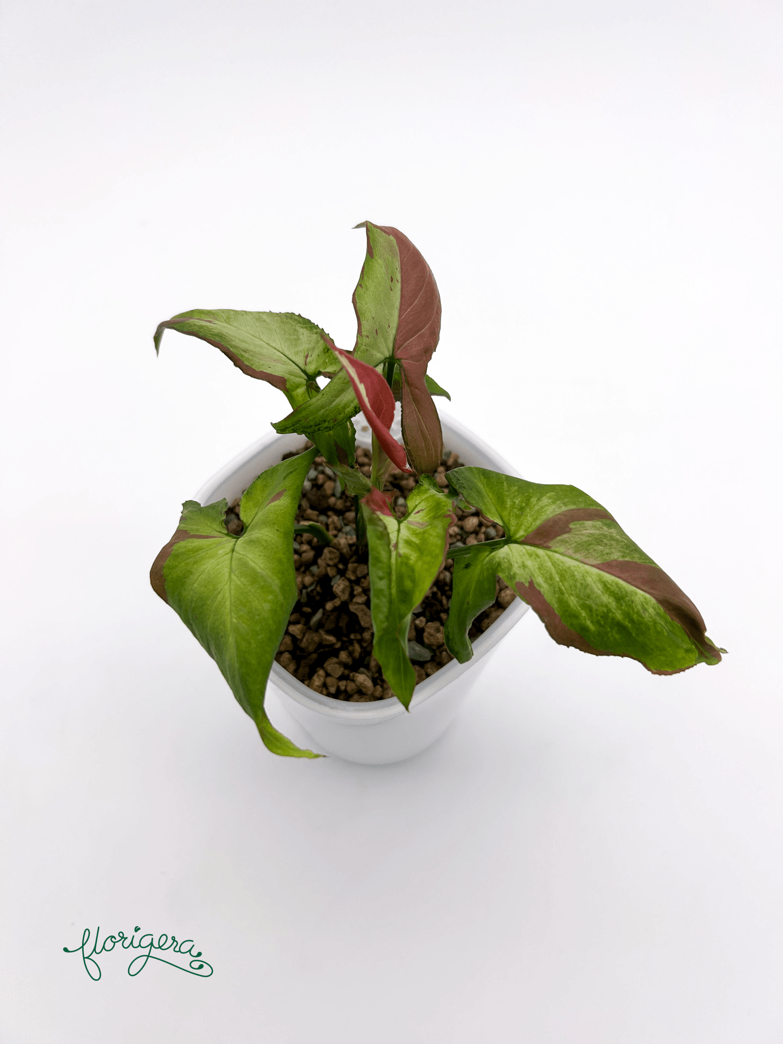 Syngonium ‘Orm Nagpum Variegata’ - Florigera