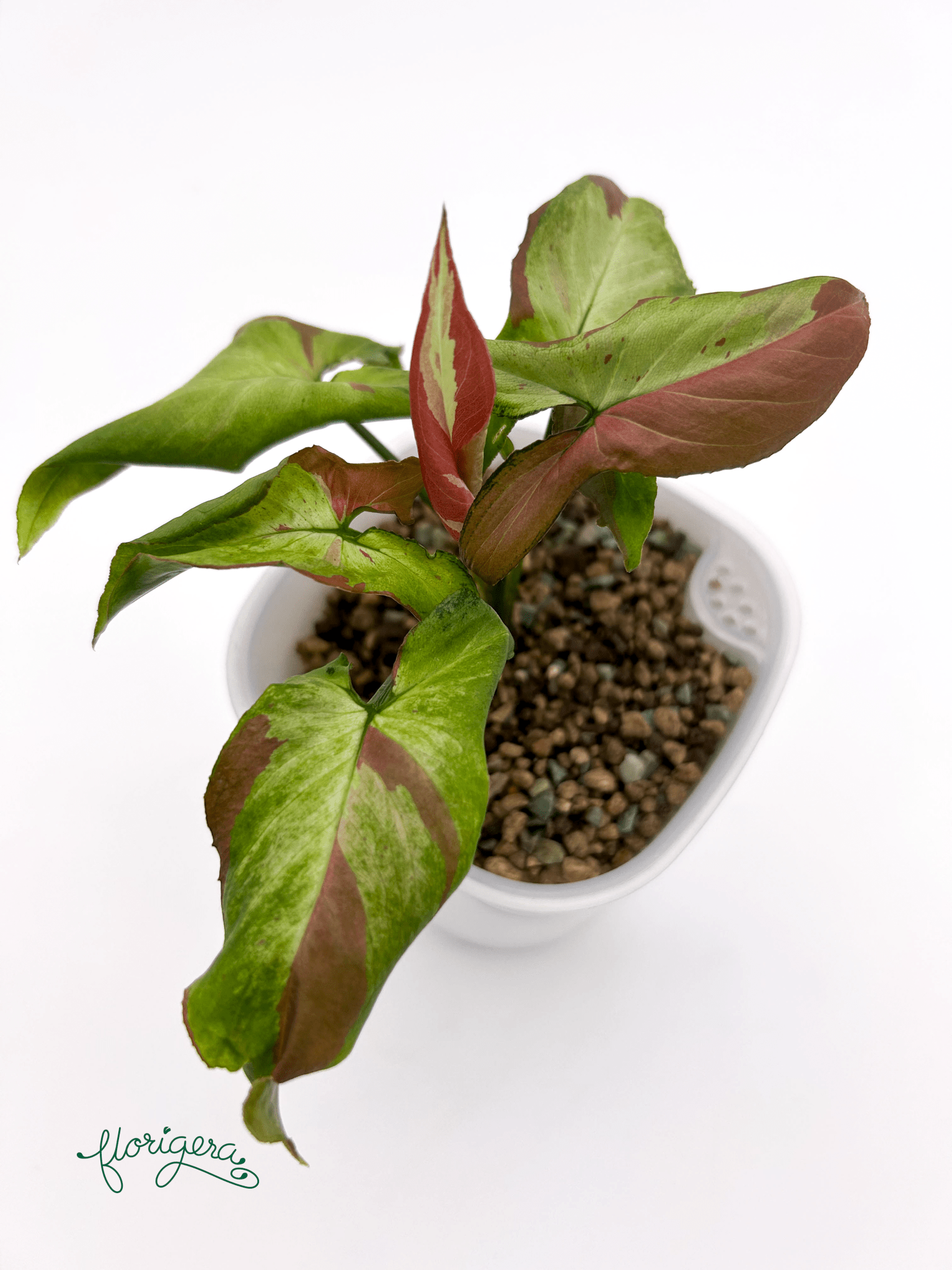 Syngonium ‘Orm Nagpum Variegata’ - Florigera